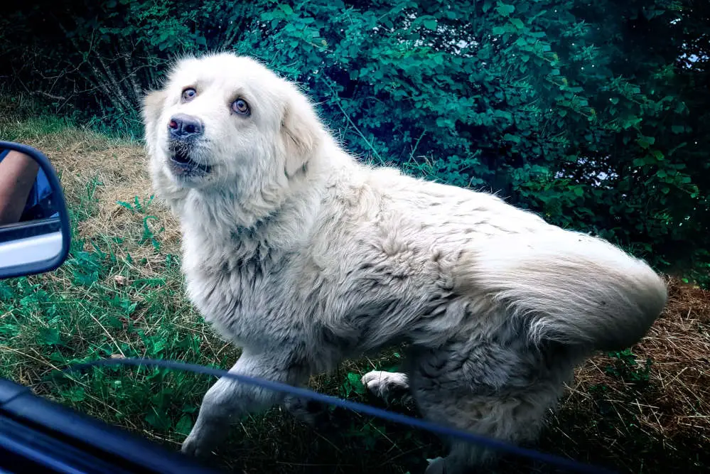 Great Pyrenees outside car