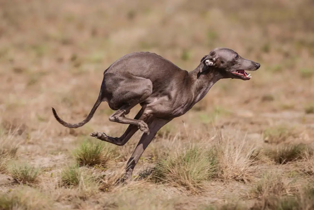 Greyhound running