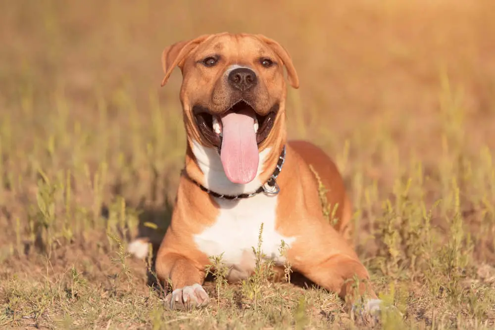 Happy Pitbull posing