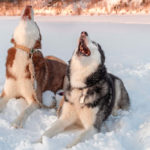 Huskies howling in snow
