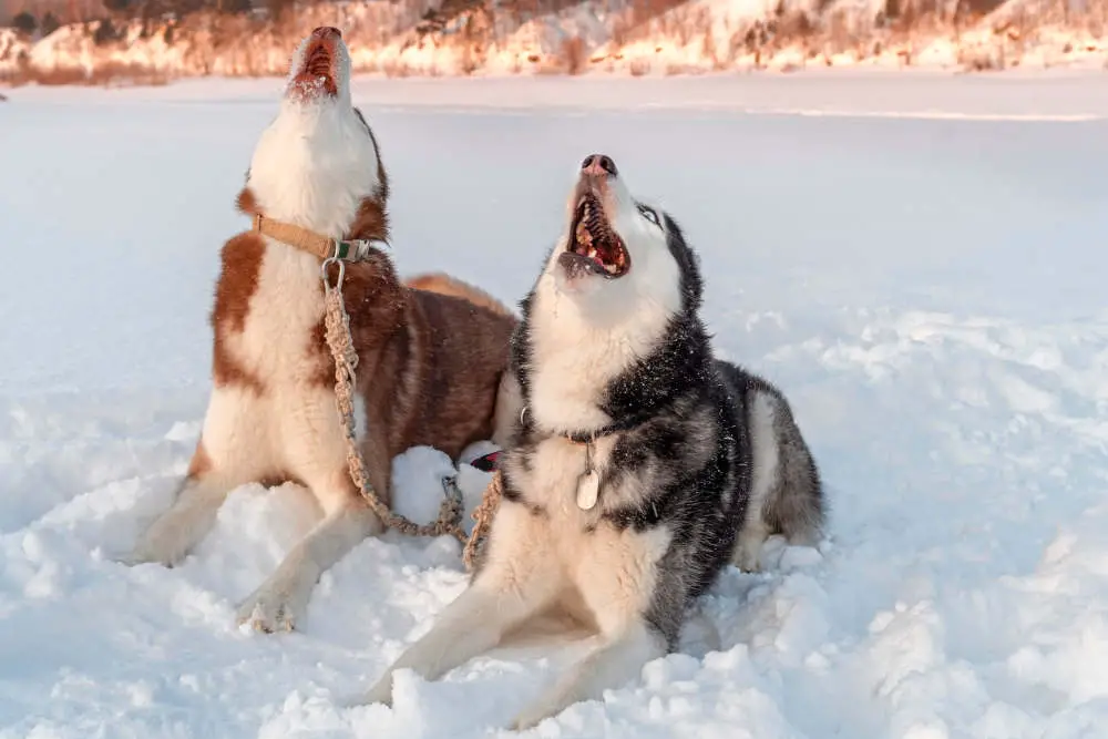 Huskies howling in snow