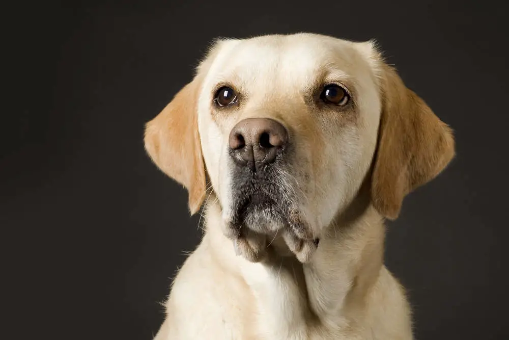 Labrador closeup