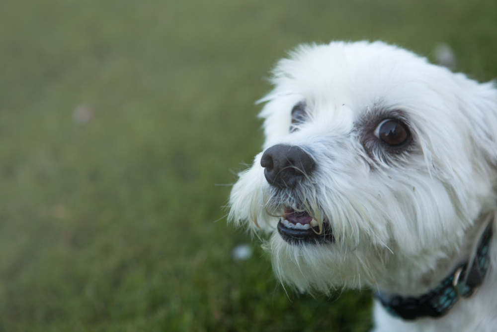 Maltese looking at camera