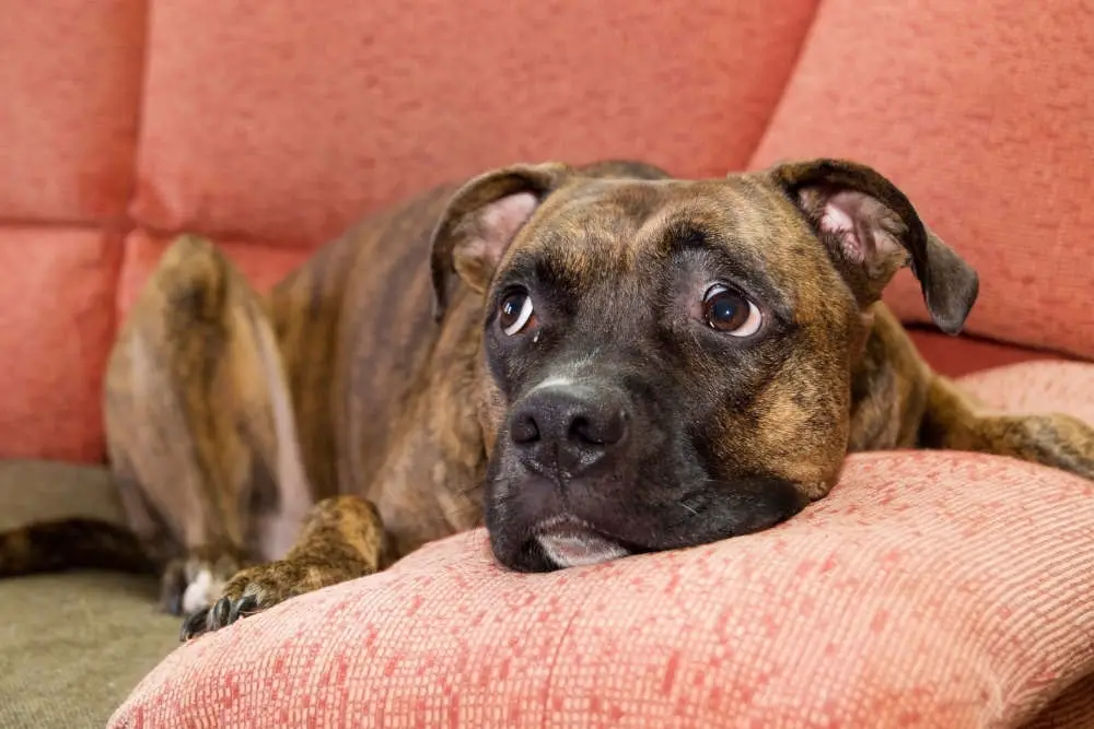 Pitbull with sad eyes on couch