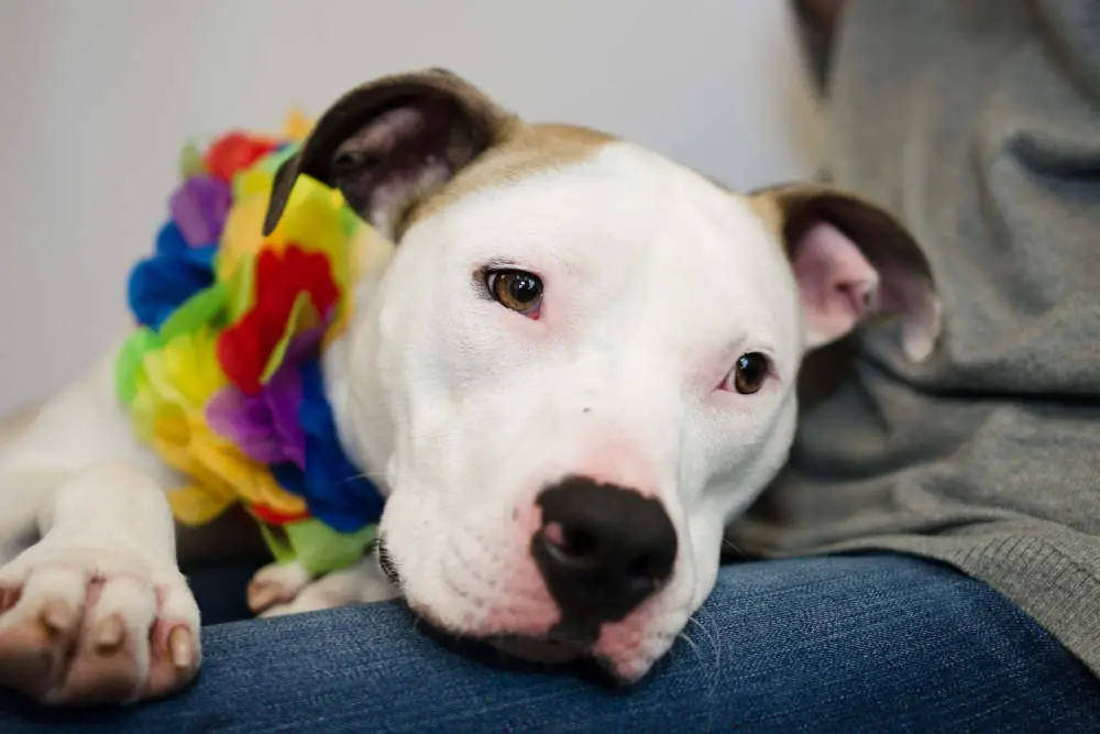 Pitbull on lap