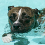 Zeus The Dolphin Dog Is Always Ready To Go On A Swim
