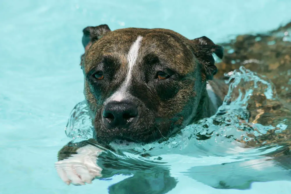 Pitbull swimming in pool