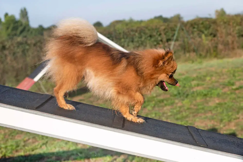 Pomeranian on agility course