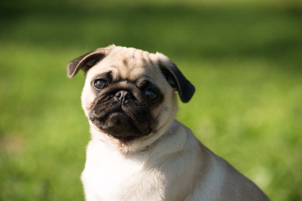 Cute baby pug