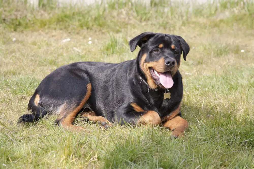 Rottweiler resting in grass