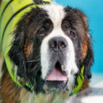 Saint Bernard Hilariously Floods The Yard When Trying To Get Into The Pool