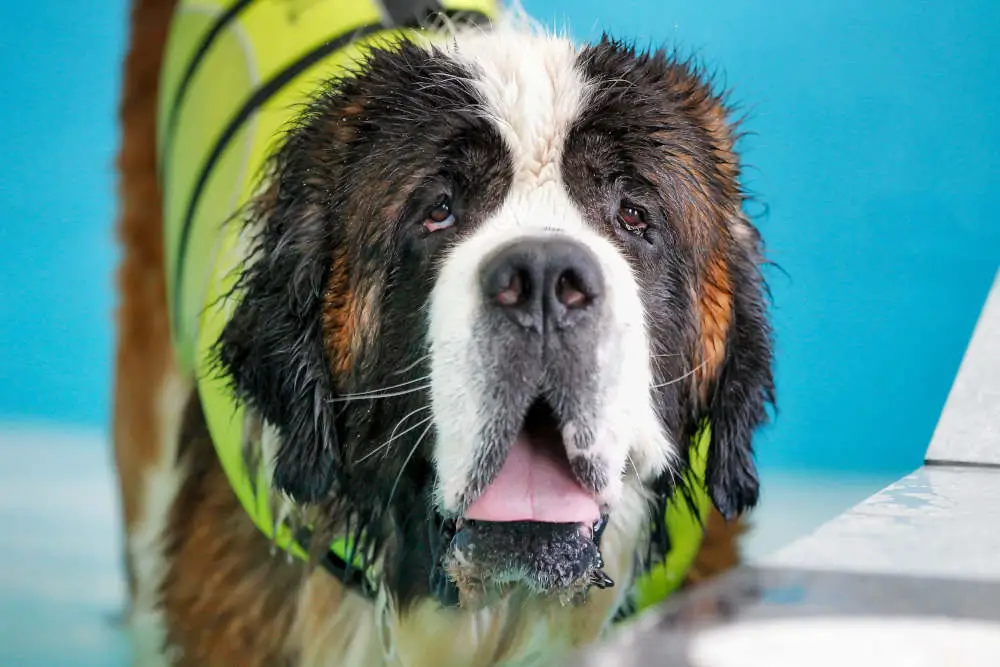 Saint Bernard swimming with life jacket