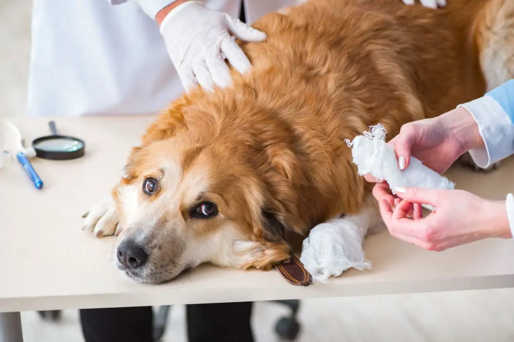 Scared dog at vet