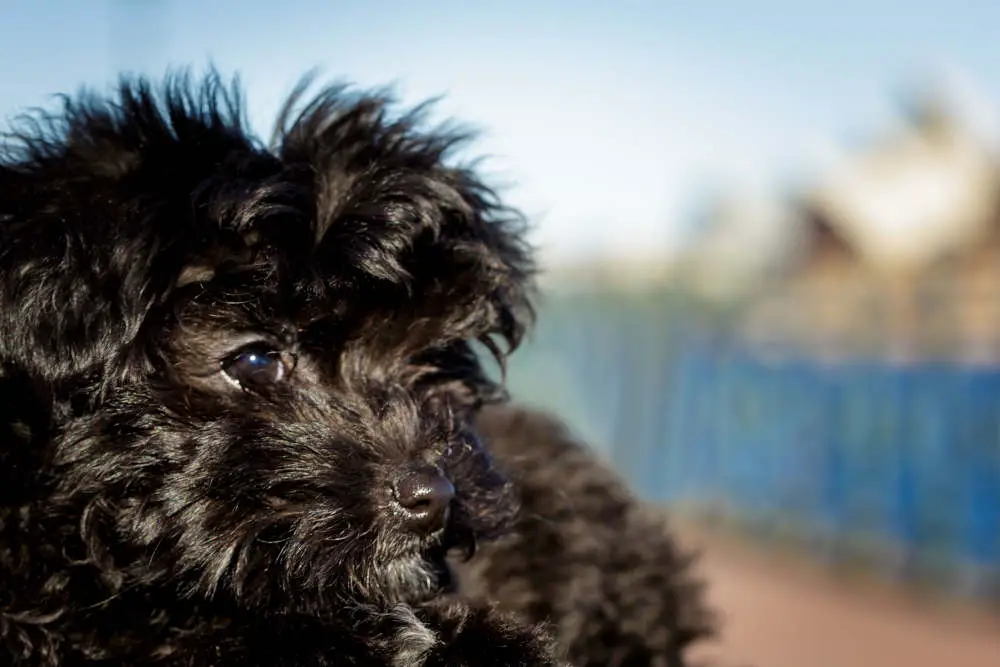 Shihpoo puppy