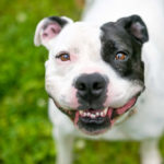 Staffordshire Bull Terrier smiling