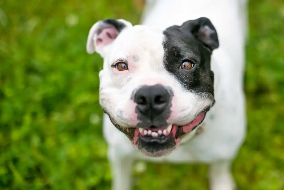 Staffordshire Bull Terrier smiling