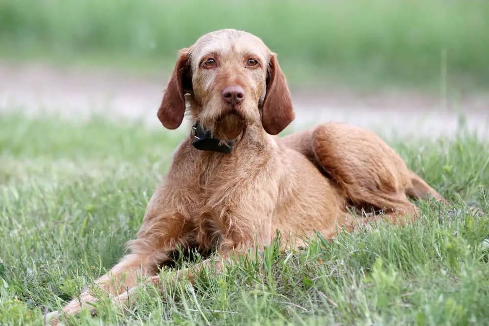 Golden Vizsla