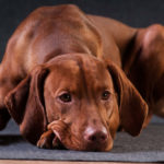 7 Main Vizsla Colors: Everything You Need To Know