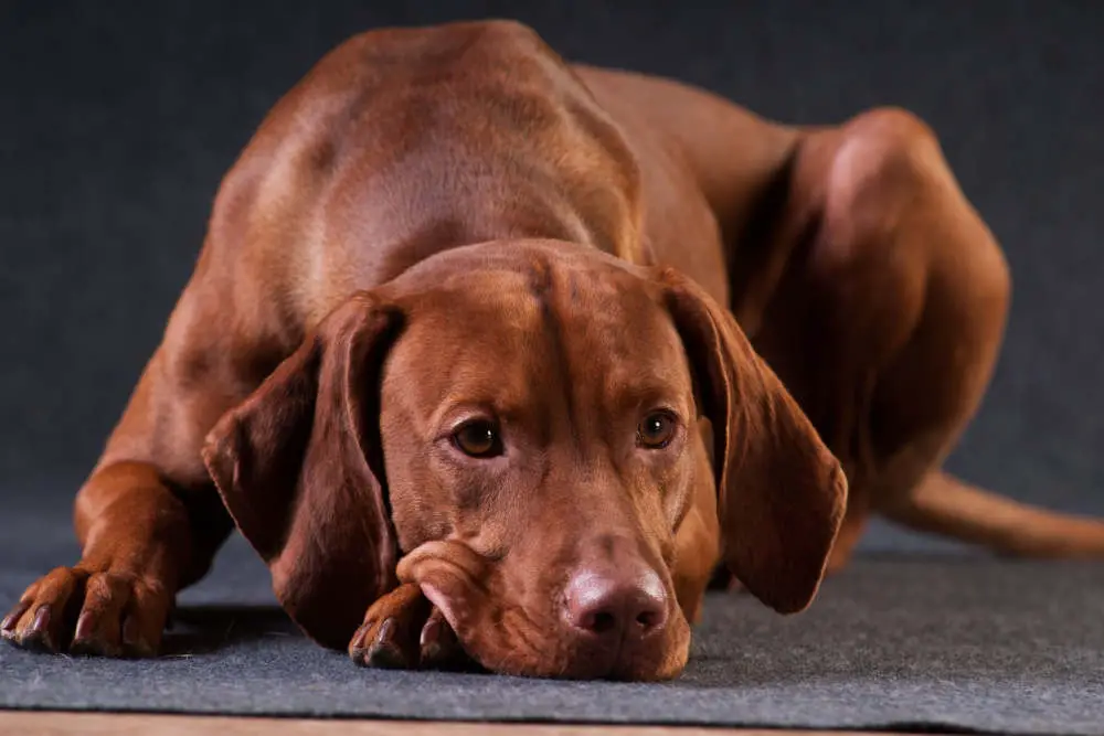 Red Golden Vizsla