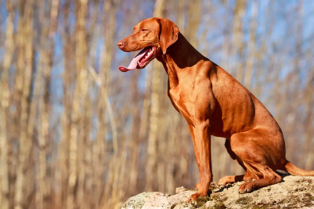 Red Vizsla