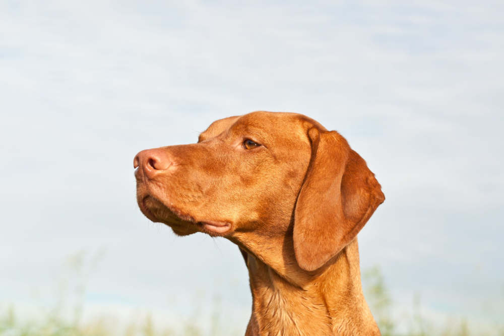 Rust Vizsla