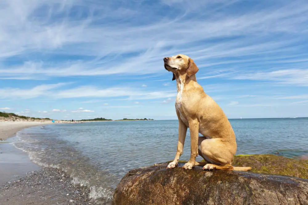 Sandy Yellow Vizsla