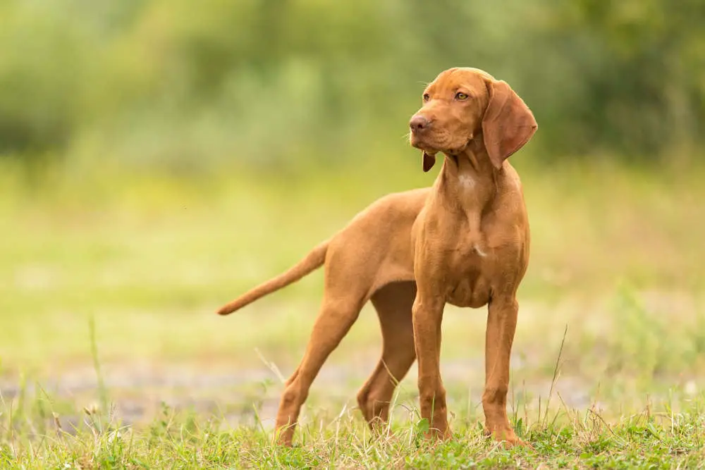 Golden Rust Vizsla