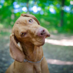 Vizsla Gets Annoyed When Dinner Time Is Late By A Minute