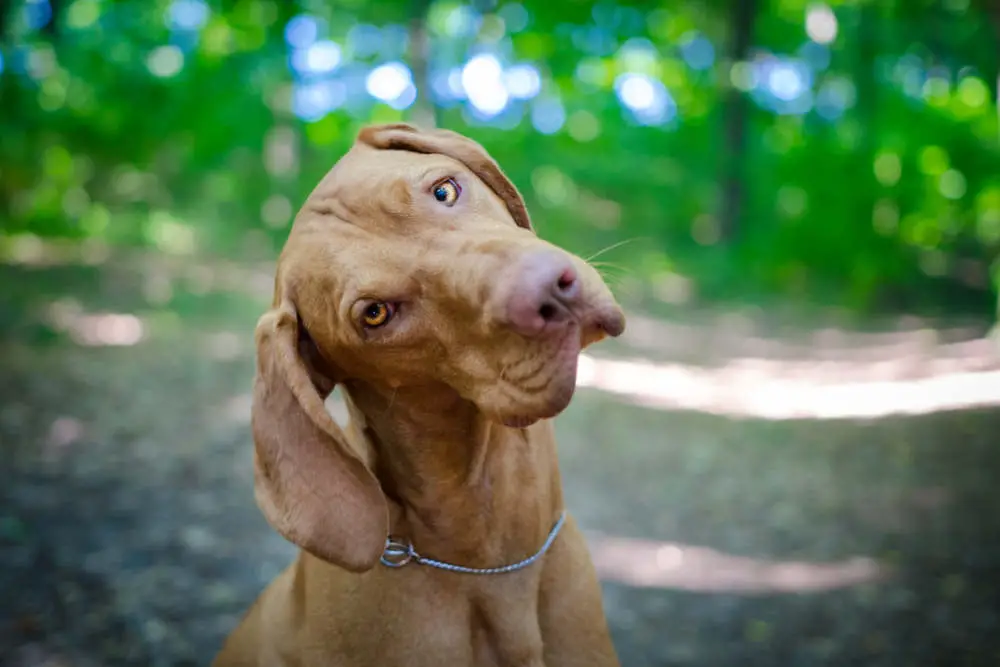 Vizsla tilting head