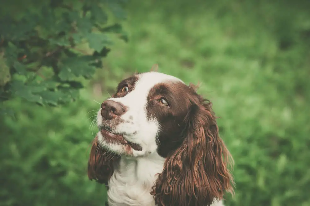 Welsh Springer Spaniel