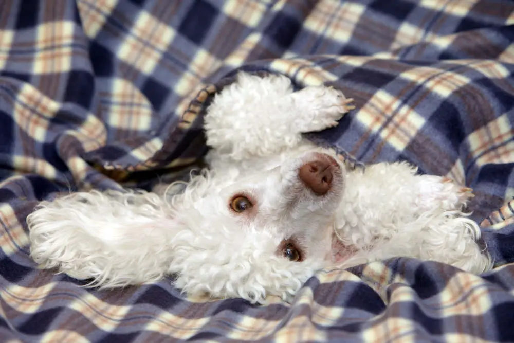 White Toy Poodle on couch