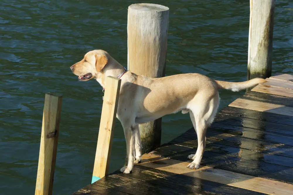 Yellow Lab diving off dock