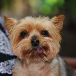 Yorkie tongue out