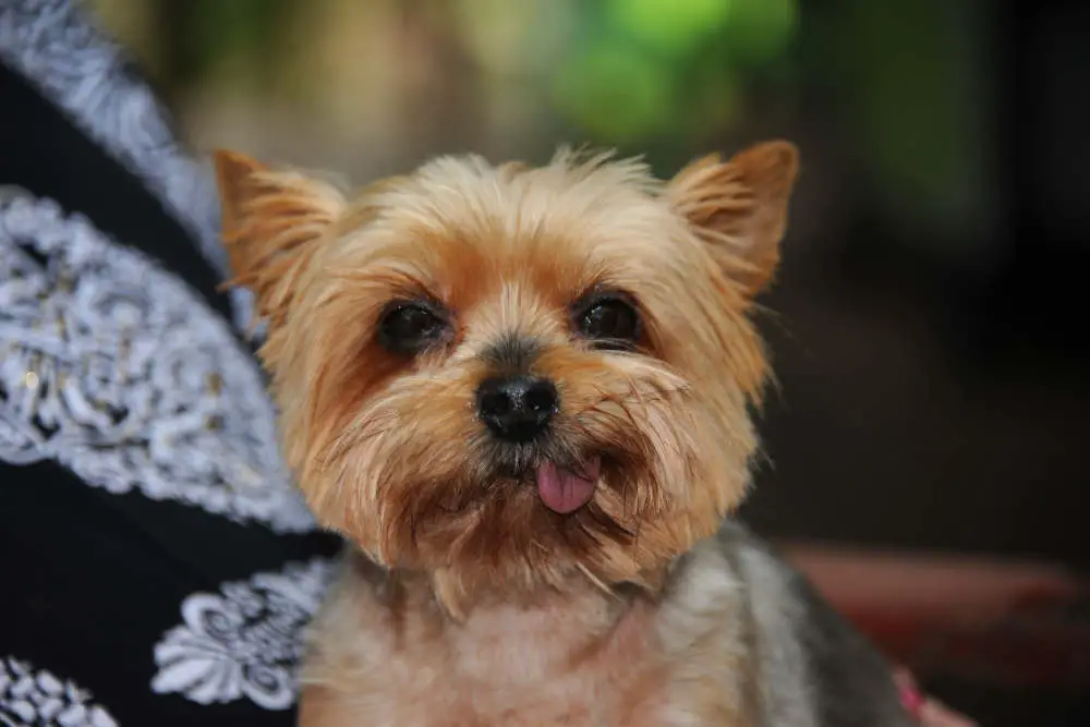 Yorkie tongue out