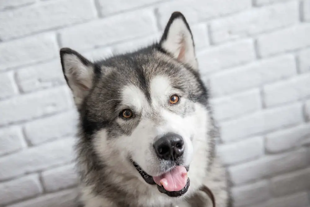 Alaskan Malamute smiling