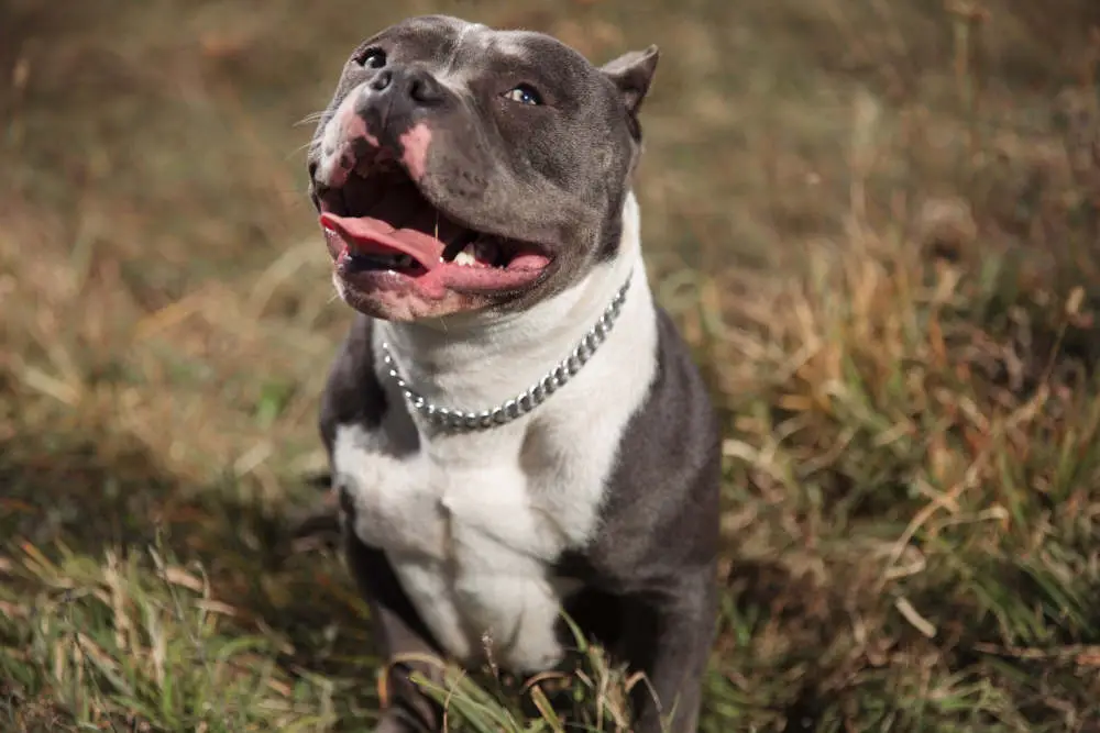 American Bully smiling