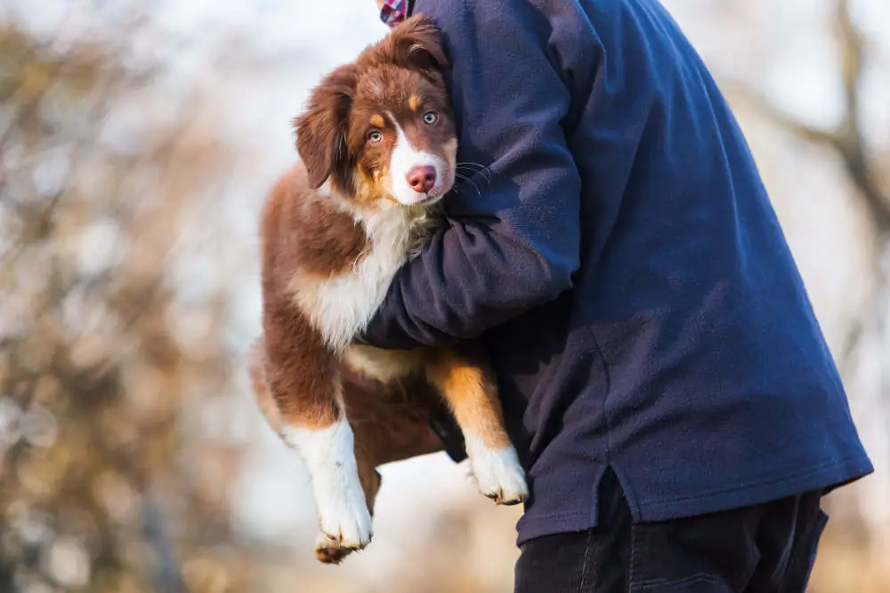 Australian Shepherd being carried