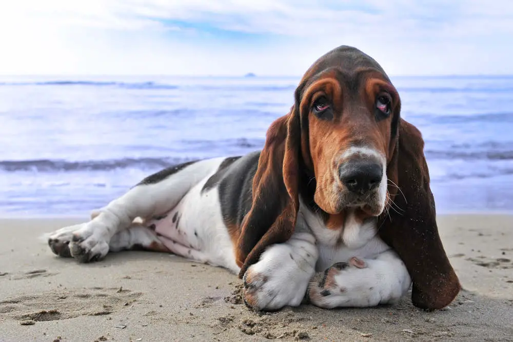 Bassett Hound on a beach