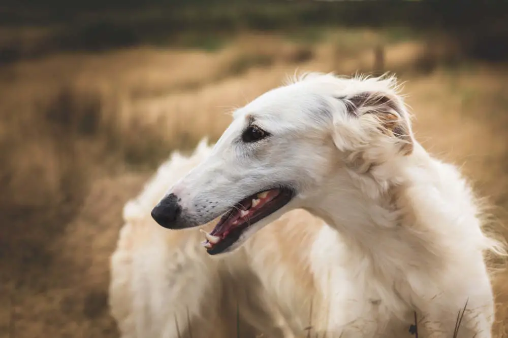 Borzoi closeup