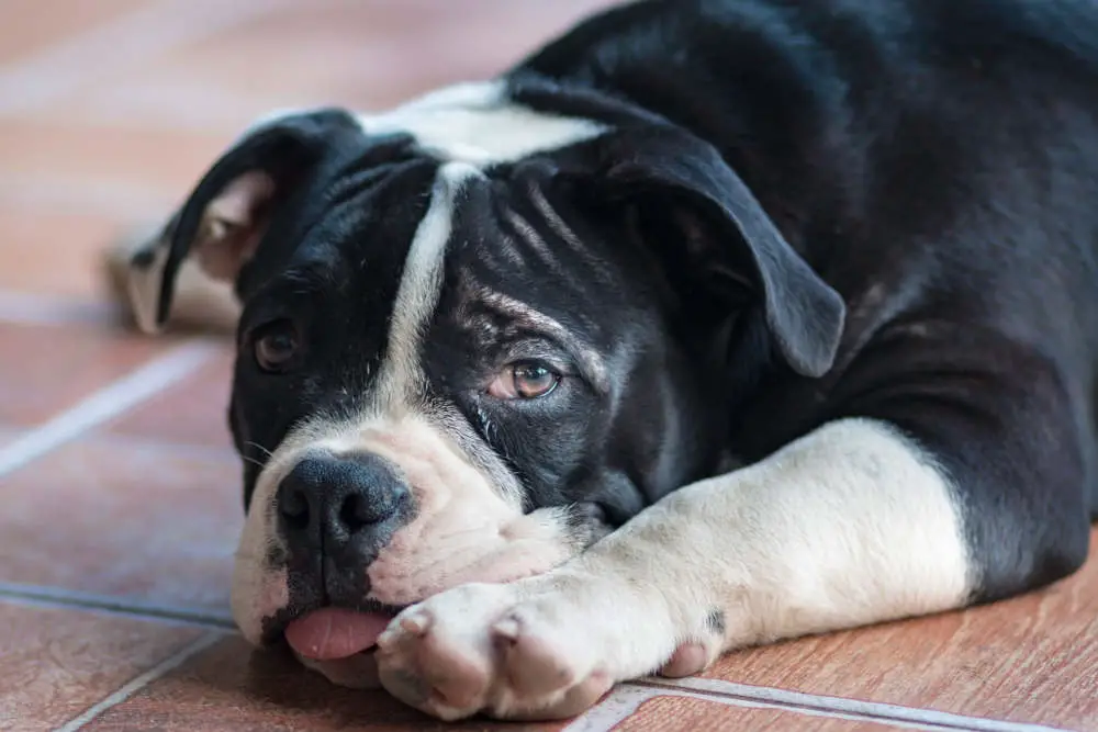 Bully dog on the floor