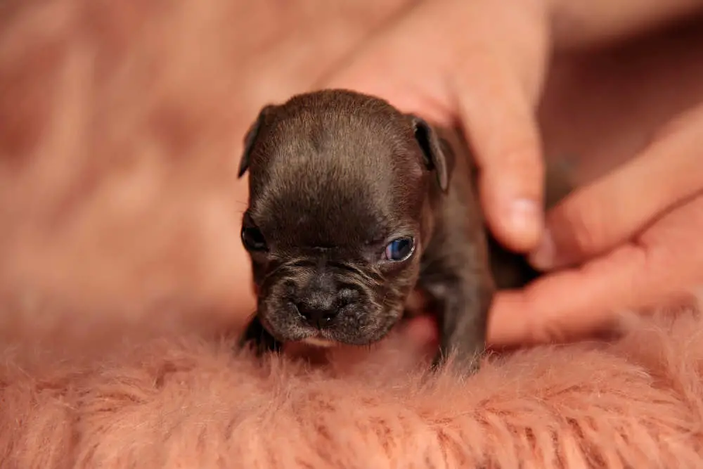 Bully puppy being picked up