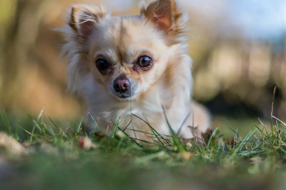 Tiny Chihuahua in grass