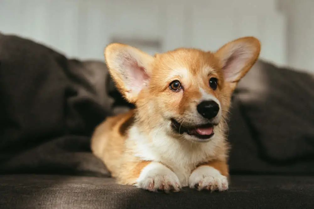 Corgi on couch