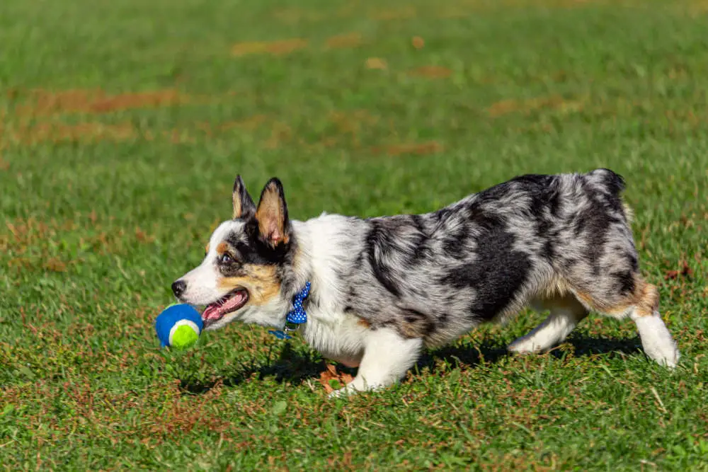 Corgi playing with tennis ball