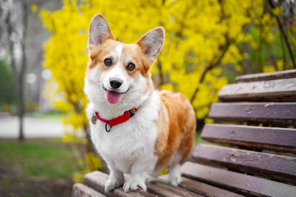 Corgi smiling on a park bench