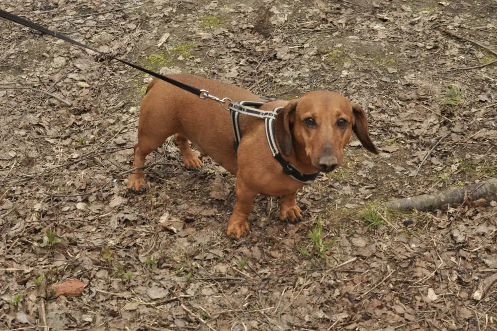 Dachshund on a walk