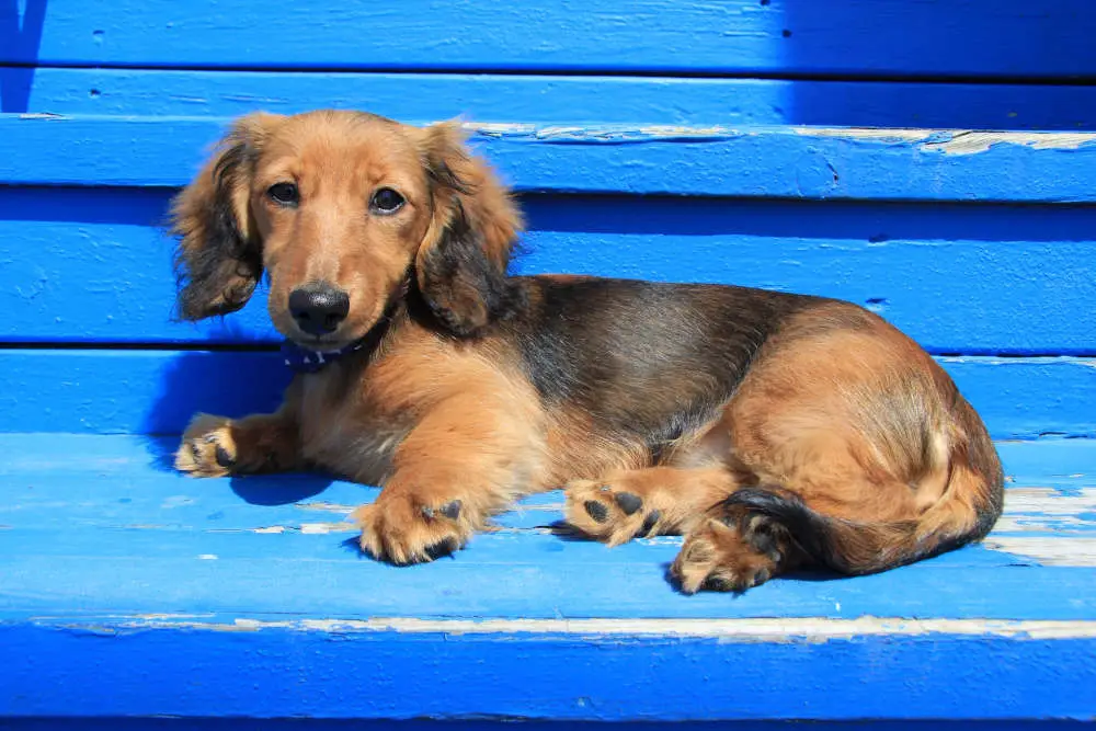 Dachshund relaxing outside