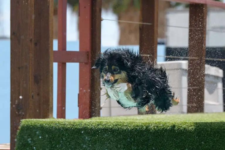 Video of Dogs Working On Their Dock Diving Will Leave You Impressed