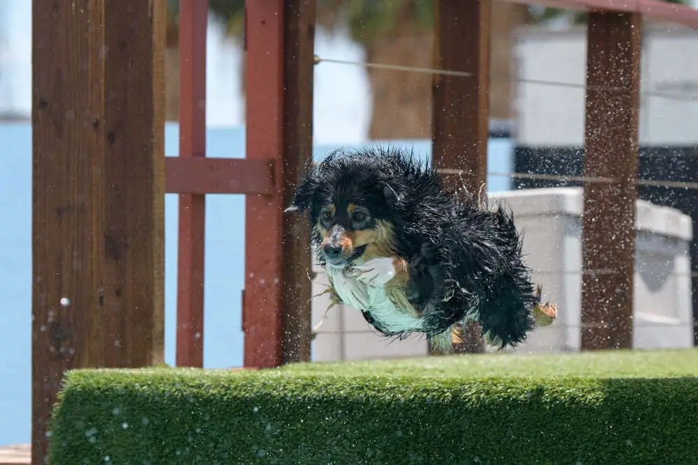 Dog dock diving