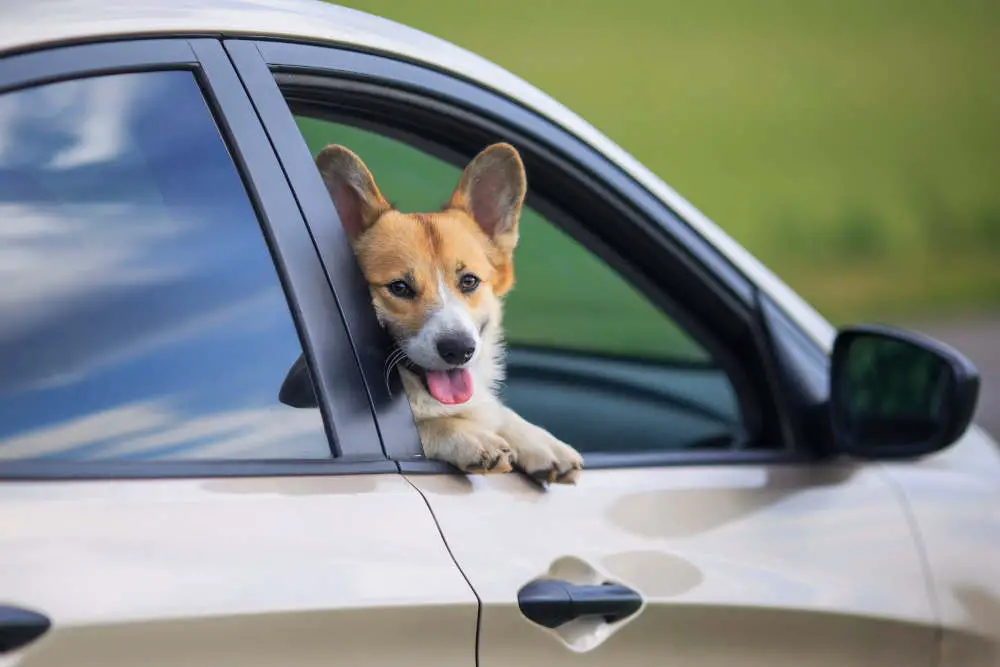 Dog in car smiling